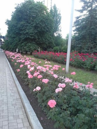 Донецк - город миллиона роз!