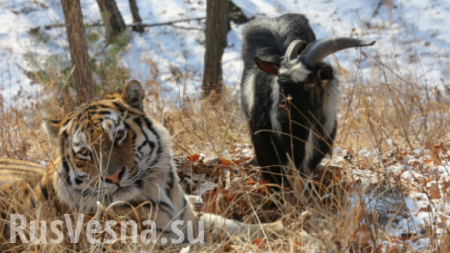 Тигр Амур, козел Тимур и футбольный мяч — новое видео из Сафари-парка