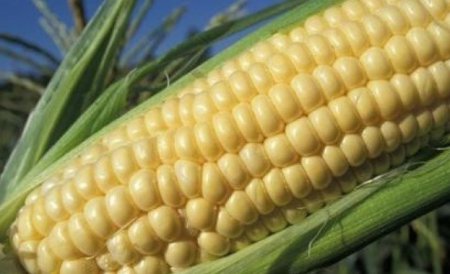 Россия запретила ввоз сои и кукурузы из США