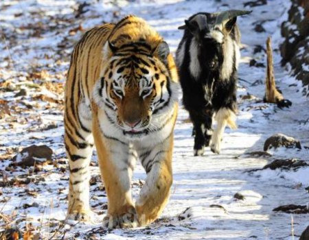 Польша: козёл Тимур в ожидании тигра