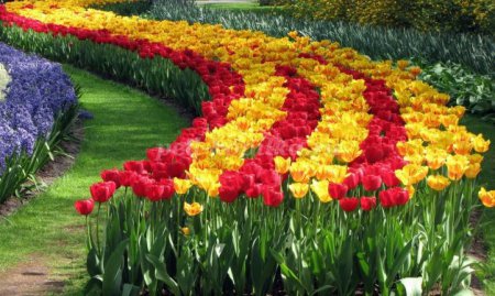 Страшная месть Яценюка: премьер вводит эмбарго на тюльпаны из Нидерландов