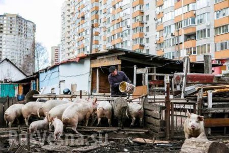 Будни европейской Украины: свиноферма среди киевских высоток (ФОТО)