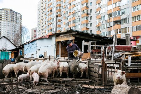 Свинополис: Киев превращается в хутор с овцами и индюками (ФОТОРЕПОРТАЖ)