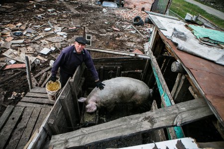Свинополис: Киев превращается в хутор с овцами и индюками (ФОТОРЕПОРТАЖ)