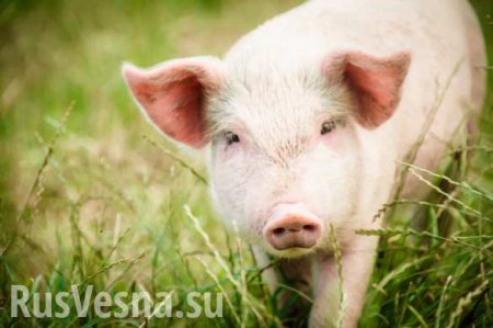 На Украине новая вспышка африканской чумы свиней