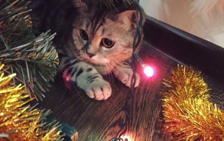 Пользователи показали, что общего у котов и новогодней елки