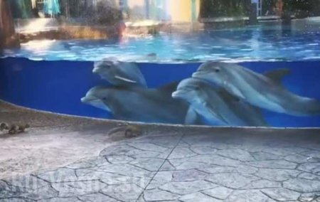 Дельфины засмотрелись на белочек в океанариуме (ВИДЕО)