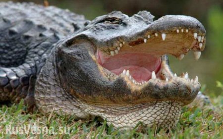В США аллигатор запрыгнул в катер к туристам (ВИДЕО)