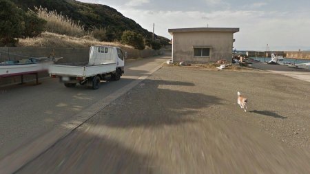 «В погоне за славой»: В Японии собака преследовала автомобиль Google Street View