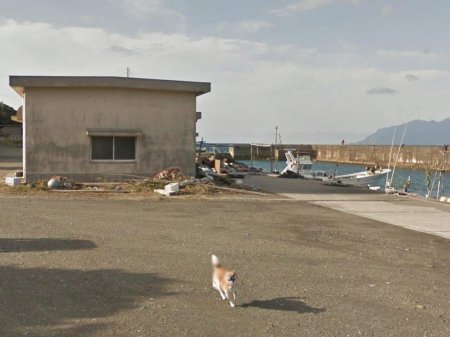 «В погоне за славой»: В Японии собака преследовала автомобиль Google Street View