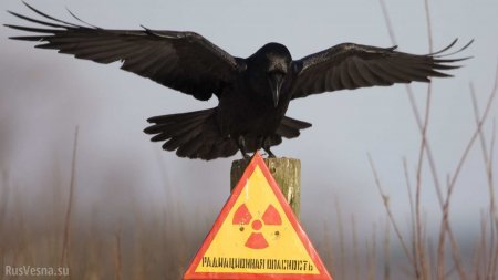 После пожара в чернобыльском лесу в Киеве вырос радиационный фон (ФОТО)