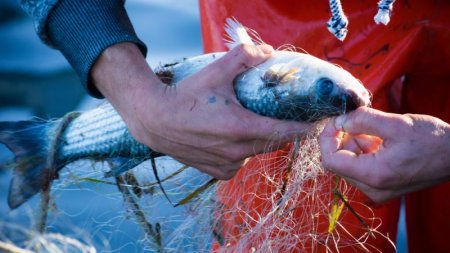 Настало время для включения вопроса о рыбе в центр политической повестки дня защиты животных