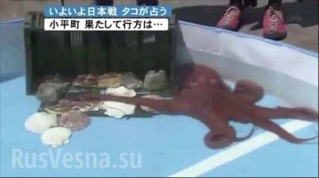 В Японии съели осьминога, который предсказывал результаты матчей ЧМ-2018 (ФОТО)