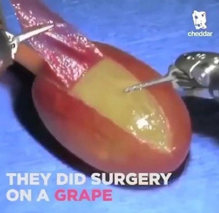 «Они сделали операцию виноградинке»: Жизнь ягодки-мема после лечения активно обсуждают в соцсетях