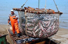 Западные санкции привели российскую рыбную отрасль к рекордам