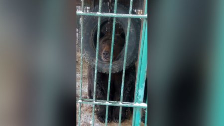 Медведь на корпоративе откусил руку слишком смелой жительнице Ачинска