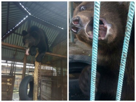 Медведь на корпоративе откусил руку слишком смелой жительнице Ачинска