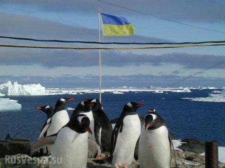 Президента Украины будут выбирать в Антарктиде