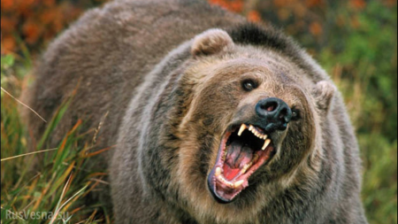 Медведь убил экс-депутата в Якутии
