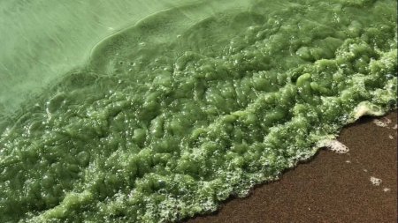 Вода на пляже Николаева стала ядовито-зелёной (ФОТО)