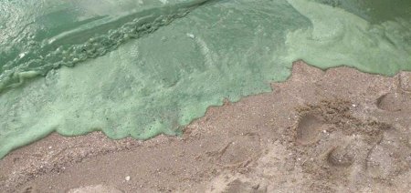 Вода на пляже Николаева стала ядовито-зелёной (ФОТО)