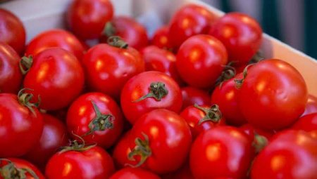 Россия ввела запрет на яблоки и помидоры из Азербайджана из-за «минирующей моли» (ВИДЕО)