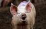 «Спонсировать свиней не буду»: о скандале в родительском чате узнала вся страна