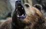 Нападение медведя на лагерь туристов: выживший рассказал о схватке со зверем (ФОТО)