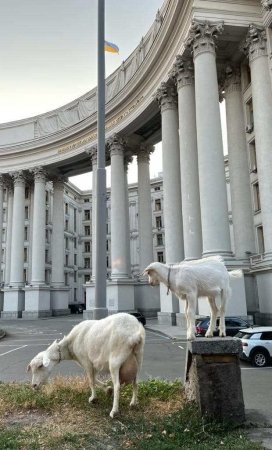 Це Европа: у здания МИД Украины пасутся козы (ФОТО)