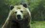 Боксёр убил медведя, напавшего на группу в тайге — подробности (ФОТО)