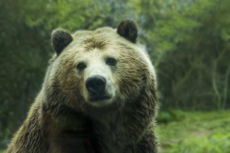 Боксёр убил медведя, напавшего на группу в тайге — подробности (ФОТО)