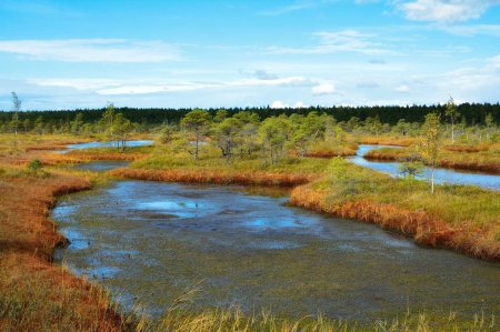 Российские болота могут спасти человечество от глобального потепления