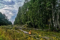 Бригады РЭС продолжают восстанавливать электроснабжение после сильной грозы в Новосибирской области