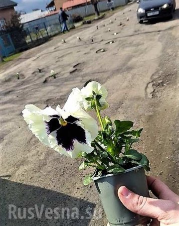 К приезду Порошенко на Закарпатье в дорожные ямы «посадили» цветы (ФОТО)