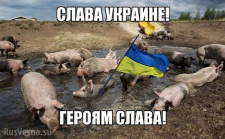 Инфекция наступает, а ВСУ крадут свиней: сводка с Донбасса (+ВИДЕО)